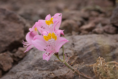 Alstroemeria pallida