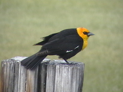 Xanthocephalus xanthocephalus