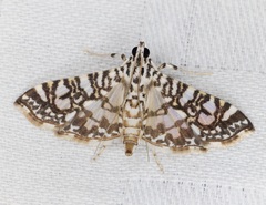 Glyphodes onychinalis