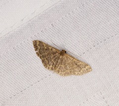 Idaea costiguttata