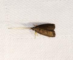 Lecithocera platomona