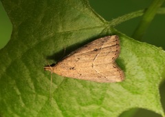 Luceria oculalis