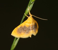 Mabra eryxalis