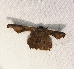 Monobolodes prunaria