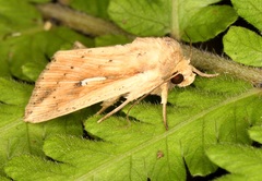 Mythimna decisissima