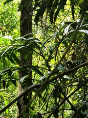 Hicksbeachia pinnatifolia