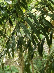 Hicksbeachia pinnatifolia