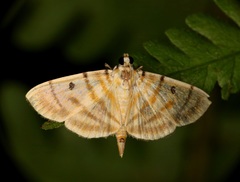 Notarcha tigrina