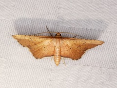 Picrostomastis subrosealis