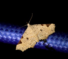 Prolophota trigonifera