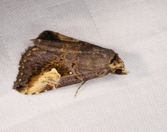 Pseudosphetta fissisigna