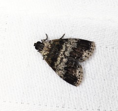 Salma ridiculalis