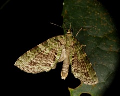 Sauris purpurotincta