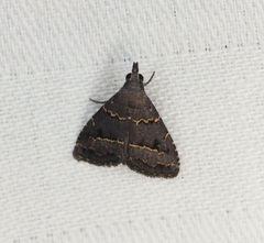 Schrankia bilineata