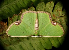 Spaniocentra kuniyukii