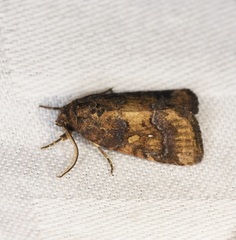 Spodoptera pectinicornis