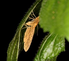 Synegia eumeleata