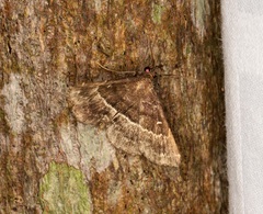 Adrapsa ablualis