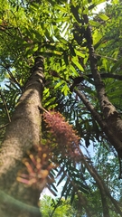 Hicksbeachia pinnatifolia