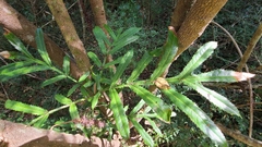 Hicksbeachia pinnatifolia