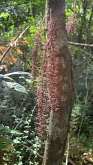 Hicksbeachia pinnatifolia