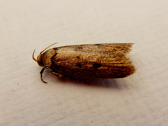 Mimobrachyoma