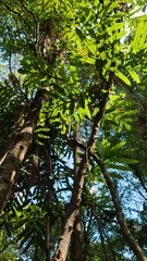 Hicksbeachia pinnatifolia