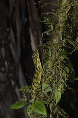 Anolis podocarpus