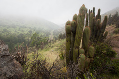 Trichocereus chiloensis chiloensis
