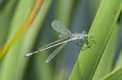 Lestes unguiculatus
