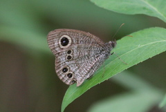 Ypthima lisandra