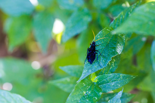 Ichneumon centrator photo 2