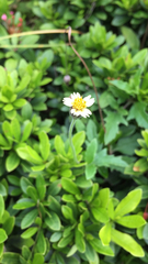 Tridax procumbens