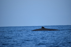 Balaenoptera edeni