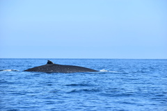 Balaenoptera edeni