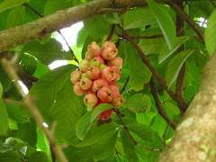 Syzygium malaccense