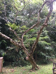 Phyllanthus pectinatus