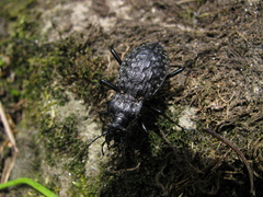 Carabus variolosus