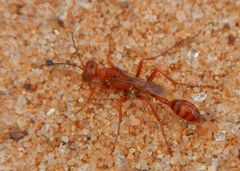 Ammophila wrightii