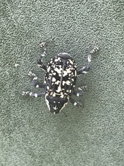 Peltophorus polymitus