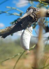 Monophlebidae