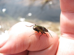 Pterostichus pilosus