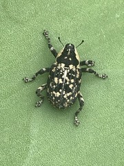 Peltophorus polymitus