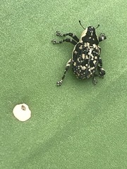 Peltophorus polymitus