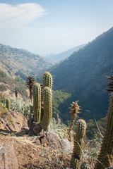 Trichocereus chiloensis chiloensis