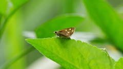 Hesperiinae