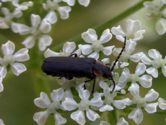 Polemius denticornis