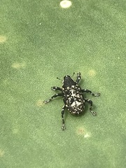 Peltophorus polymitus