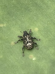 Peltophorus polymitus