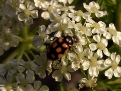 Eriopis serrai